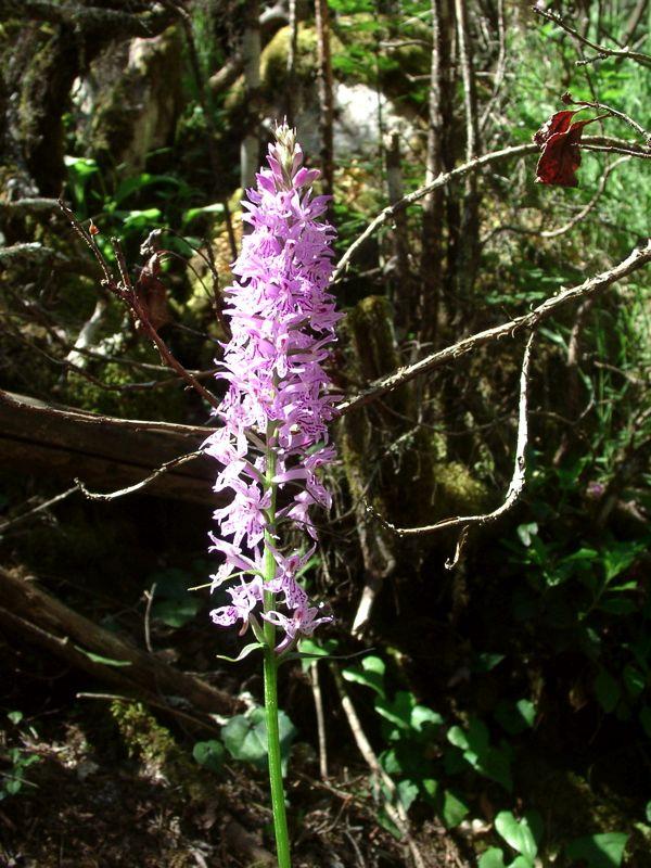 Orchis moucheron