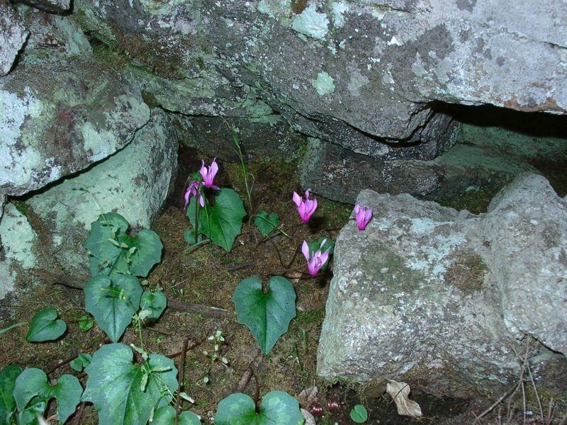 Cyclamens