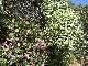 Cistes blancs et roses