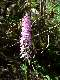 Orchis moucheron