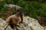 marmotte