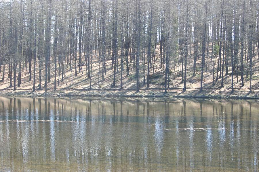 Futaie de m�l�zes au Lac de Roue.