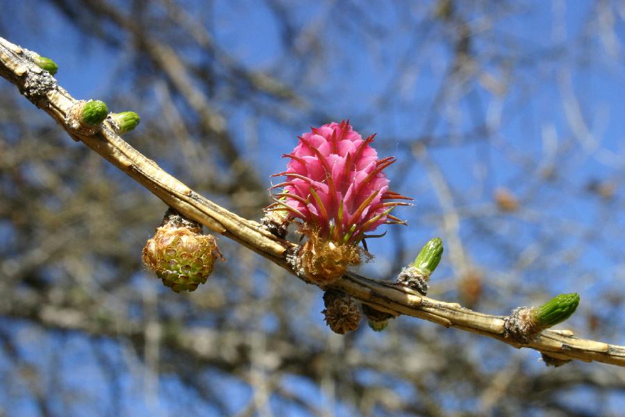 Fleurs du m�l�ze (m�le et femelle).