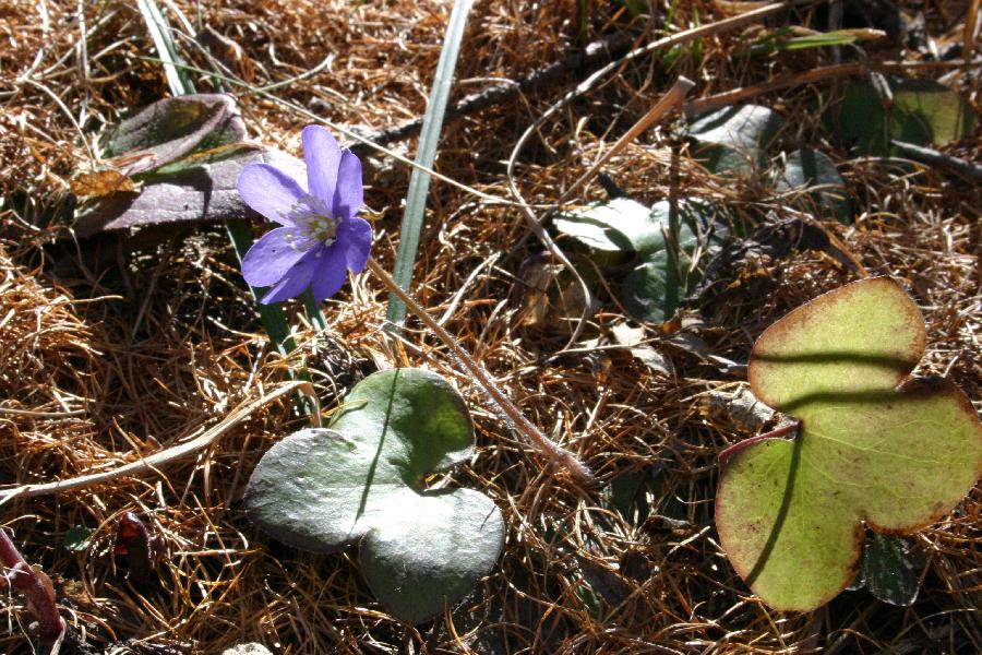 An�mone h�patique et ses feuilles.