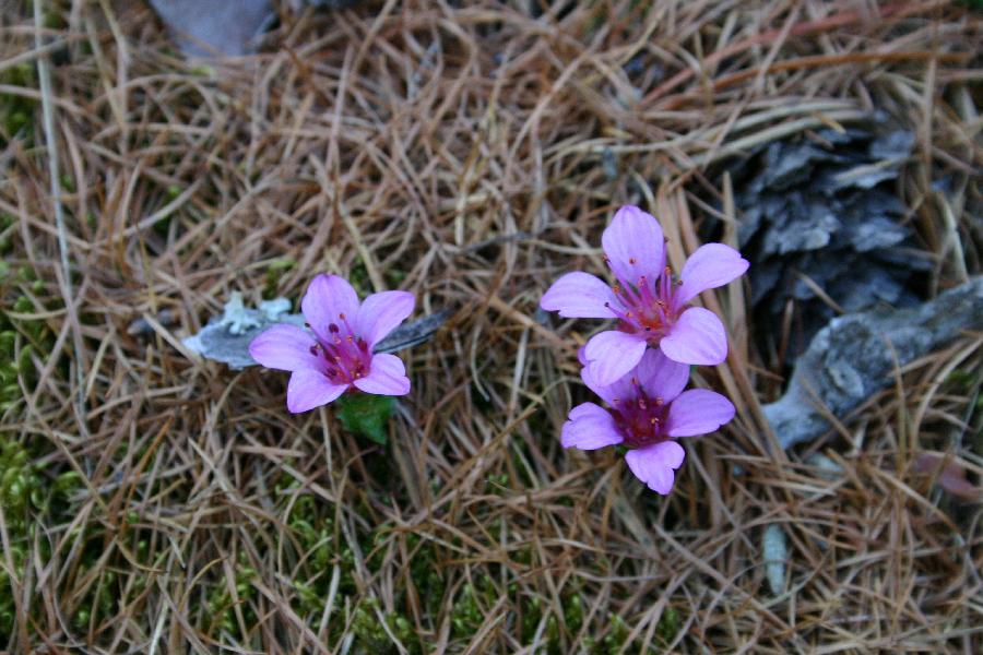 Saxifrage � feuilles oppos�es.