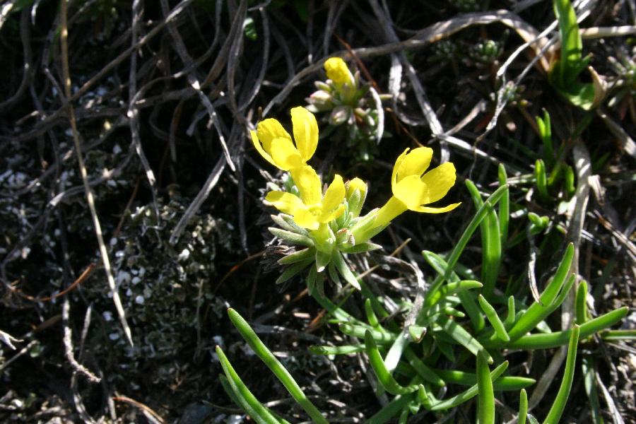 Vitaliana primuliflora ???