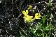 Vitaliana primuliflora ???