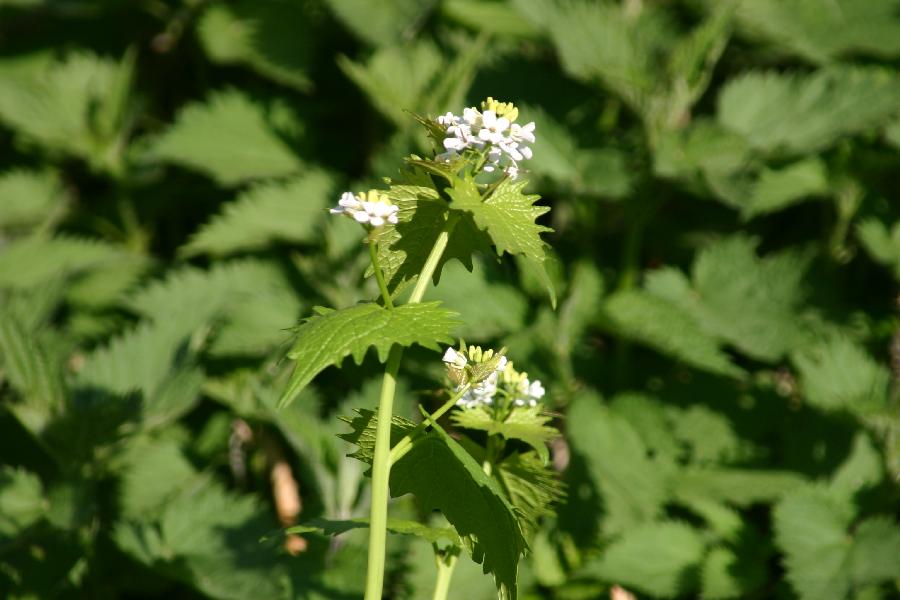 alliaire officinale (Alliaria petiolata)