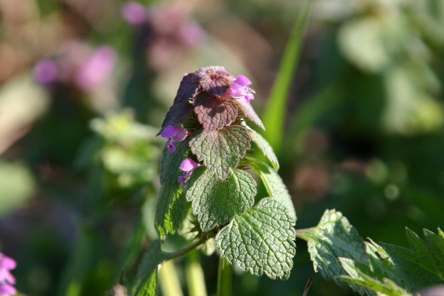ortie pourpre (Lamium purpureum)