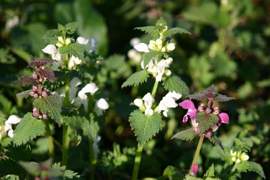 ortie blanche (Lamium album) et ortie rouge (Lamium maculatum)