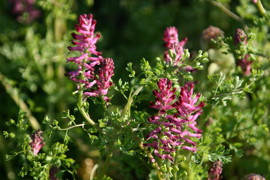 fumeterre officinale (fumaria officinalis)