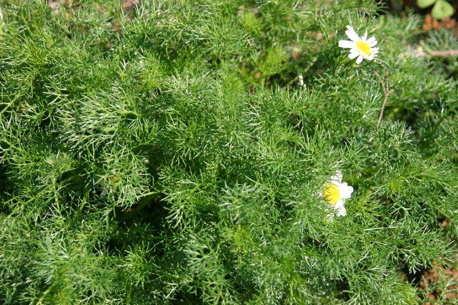 matricaire inodore (Matricaria perforata)