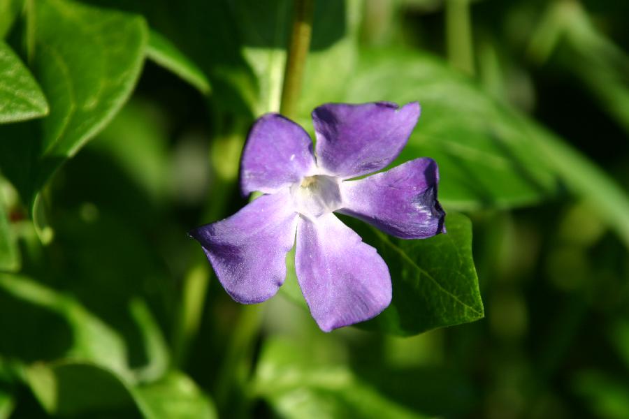 grande pervenche (Vinca major)
