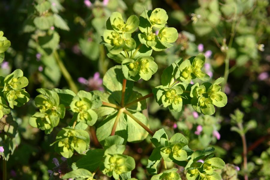 euphorbe r�veille-matin (Euphorbia helioscopia)