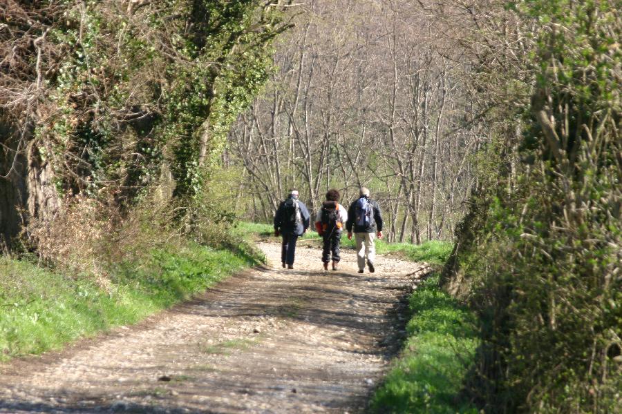 sentier et sous-bois