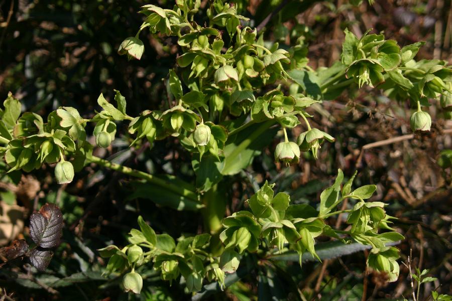 h�ll�bore f�tide (Helleborus foetidus)