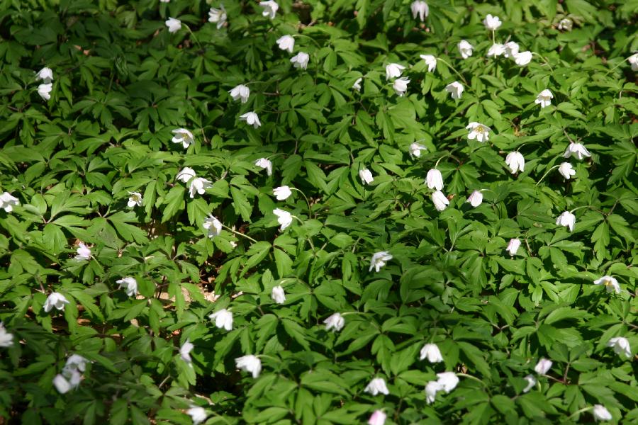 sous-bois tapiss� d