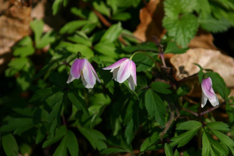 an�mone des bois (Anemone nemerosa)