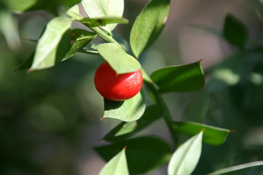 fragon (Ruscus aculeatus), fruit