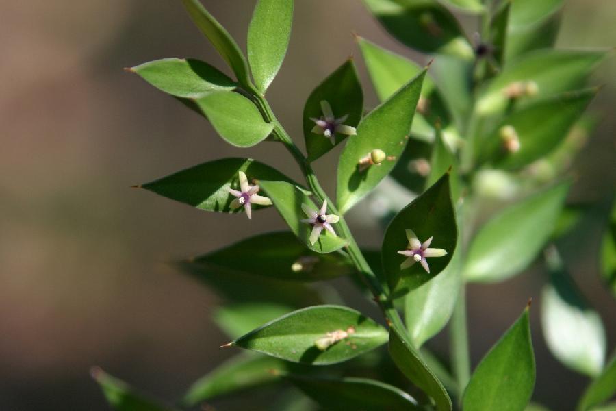 fragon (Ruscus aculeatus), fleur