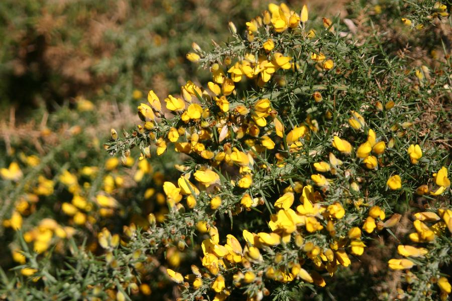 ajonc (Ulex europaeus)
