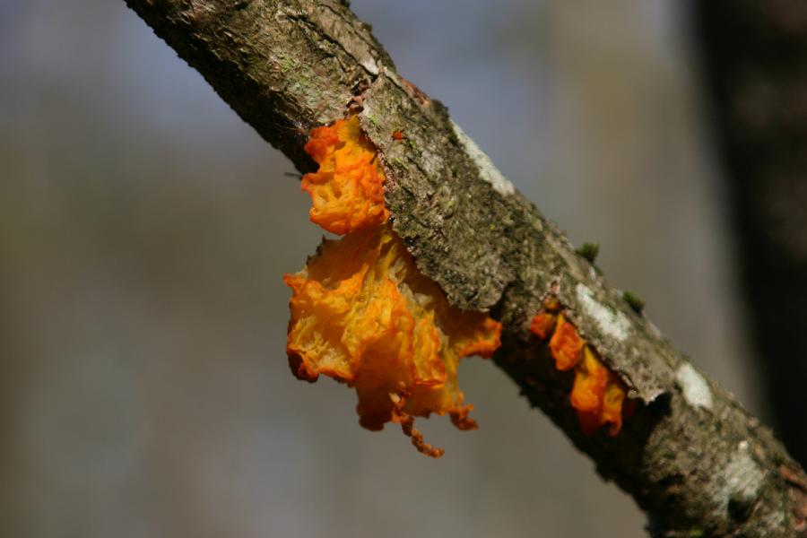 tr�melle (Tremella mesenterica)