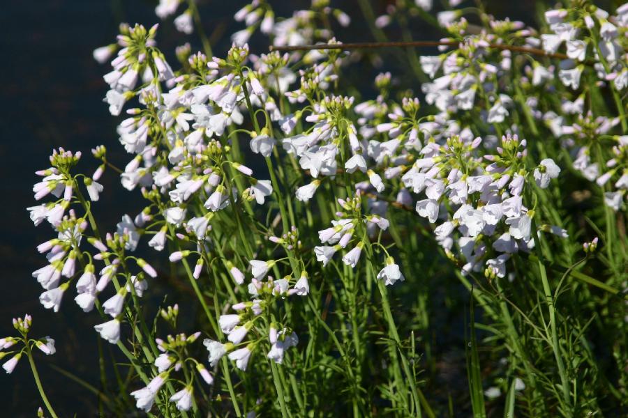 cardamine des pr�s, cresson des pr�s (Cardamine pratensis)