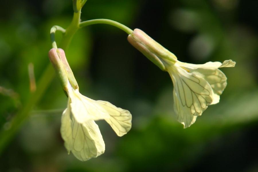 ravenelle (Raphanus raphanistrum)