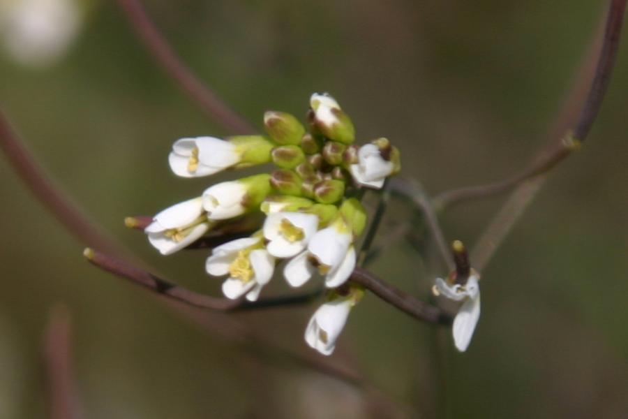 cardamine am�re ((Cardamine amara)