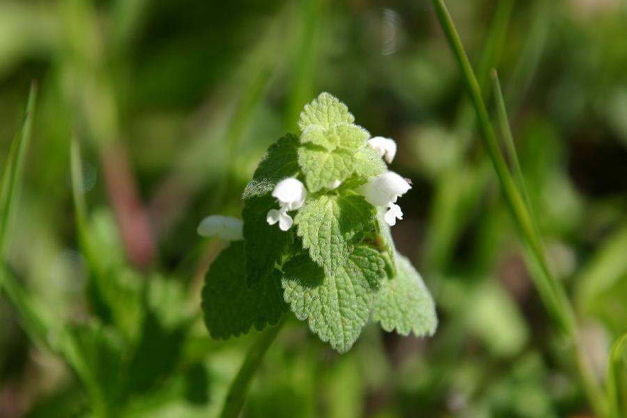 lamier pourpre, forme � fleurs blanches (Lamium purpureum)