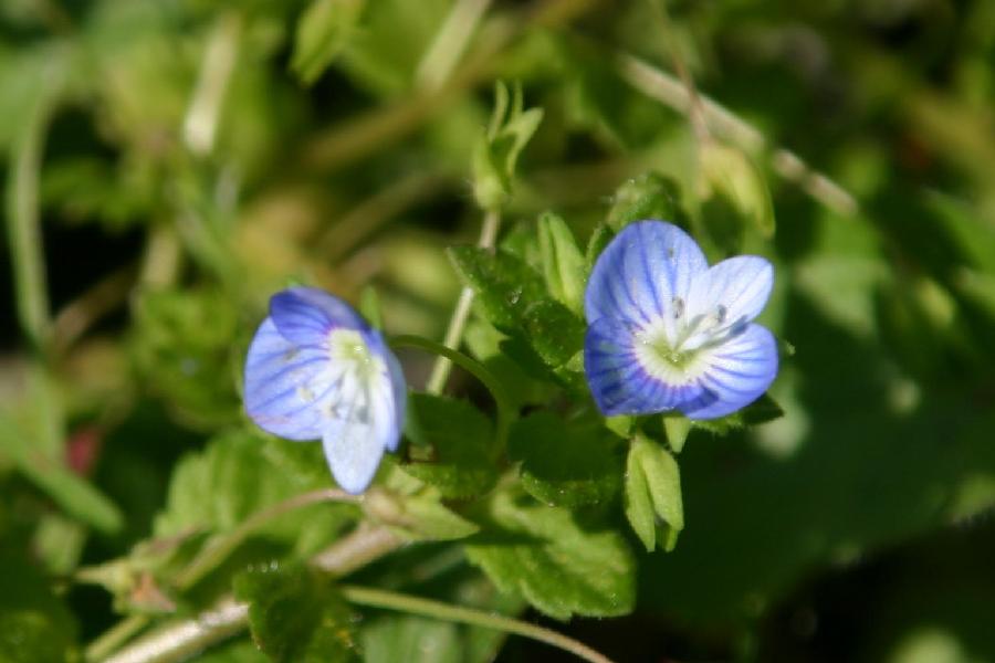 v�ronique
