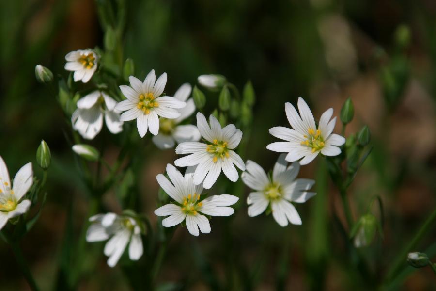 stellaire (Stellaria holostea)