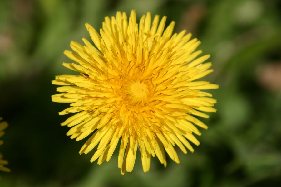pissenlit, dent-de-lion (Taraxacum sp.)