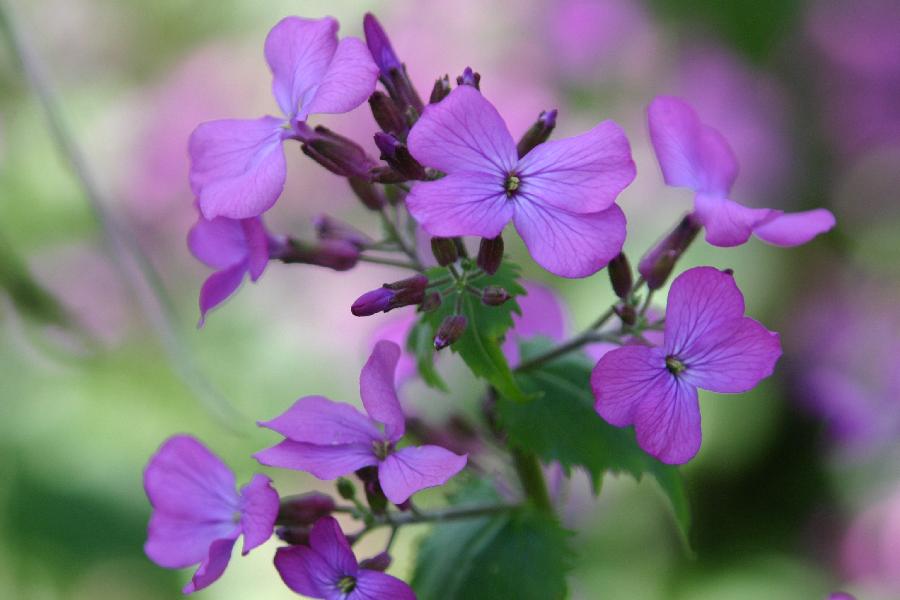 monnaie-du-pape, herbe aux �cus (Lunaria annua)