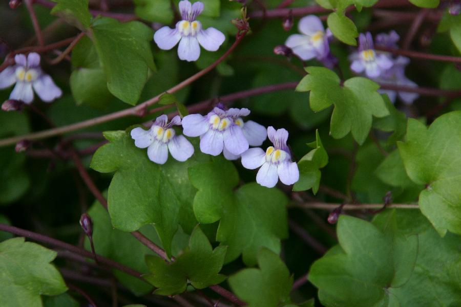 linaire des murailles (Cymbalaria muralis)