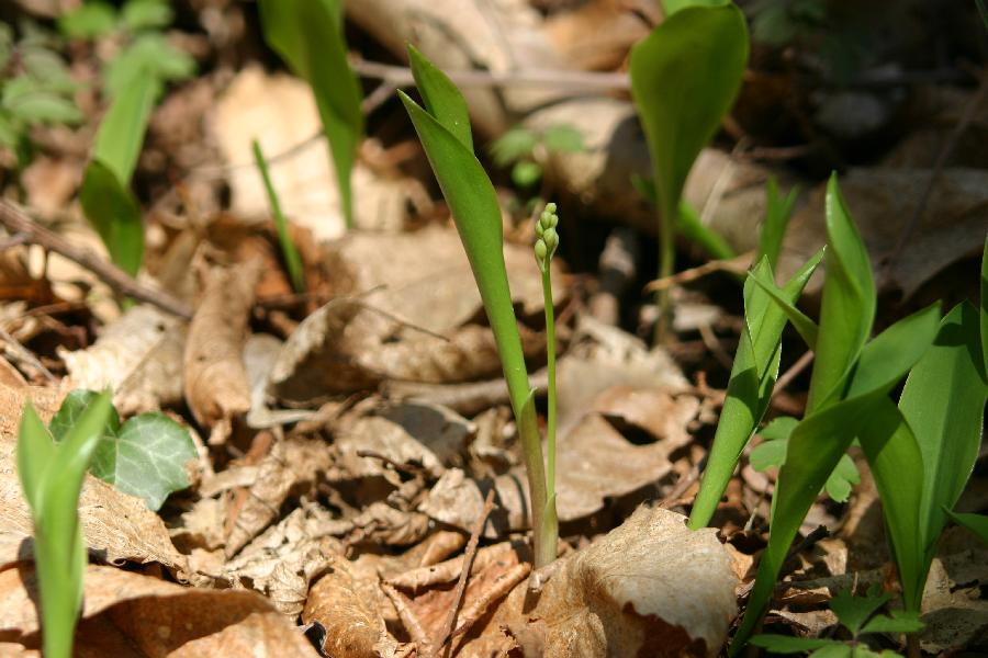 le muguet (Convallaria majalis) sera bient�t en fleurs !