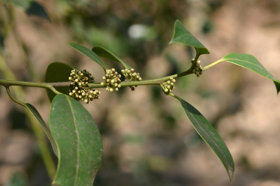 houx en boutons (Ilex aquifolium)