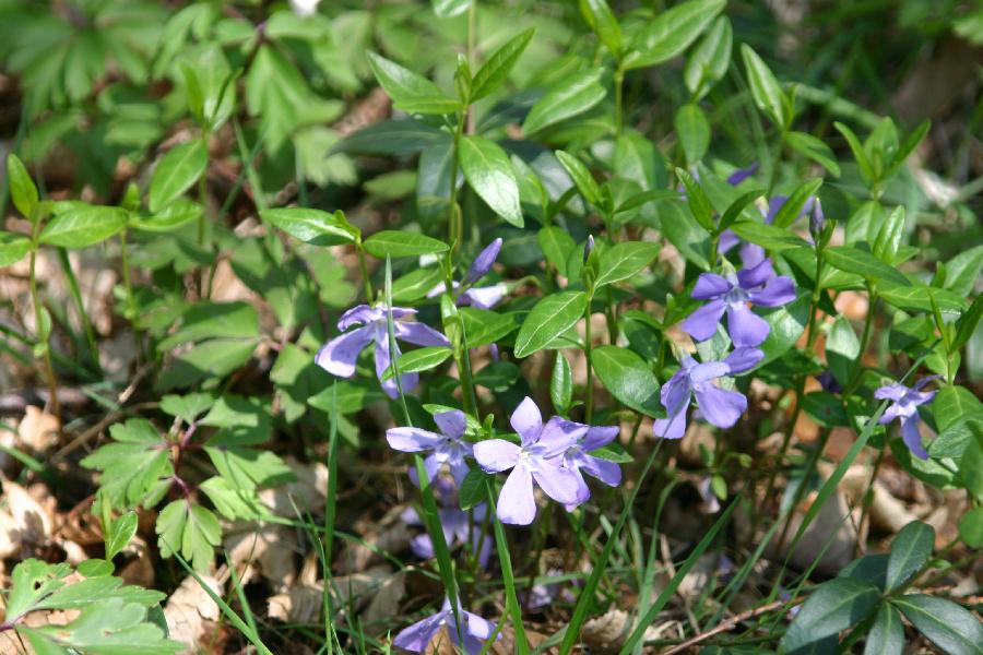 petite pervenche (Vinca minor)