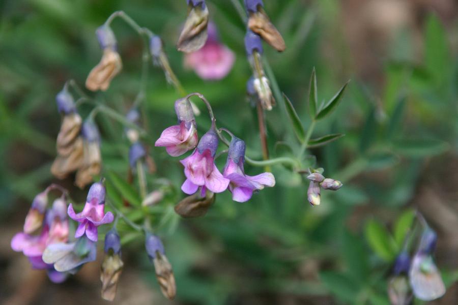 gesse (Lathyrus sp.) ???