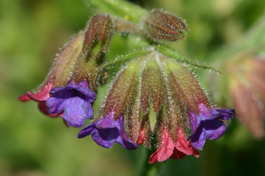 pulmonaire officilale (Pulmonaria officinalis)