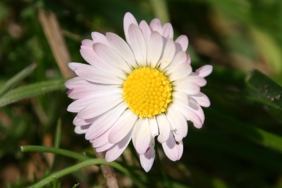 p�querette (Bellis perennis)