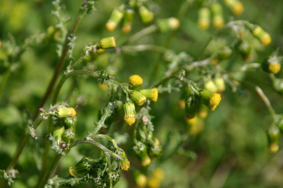 s�ne�on commun (Senecio vulgaris)