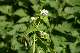alliaire officinale (Alliaria petiolata)