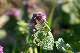ortie pourpre (Lamium purpureum)