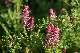 fumeterre officinale (fumaria officinalis)