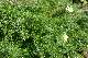 matricaire inodore (Matricaria perforata)