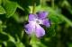grande pervenche (Vinca major)