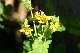 chelidoine, herbe aux verrues (Chelidonium majus)