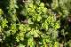 euphorbe r&eacute;veille-matin (Euphorbia helioscopia)