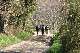 sentier et sous-bois